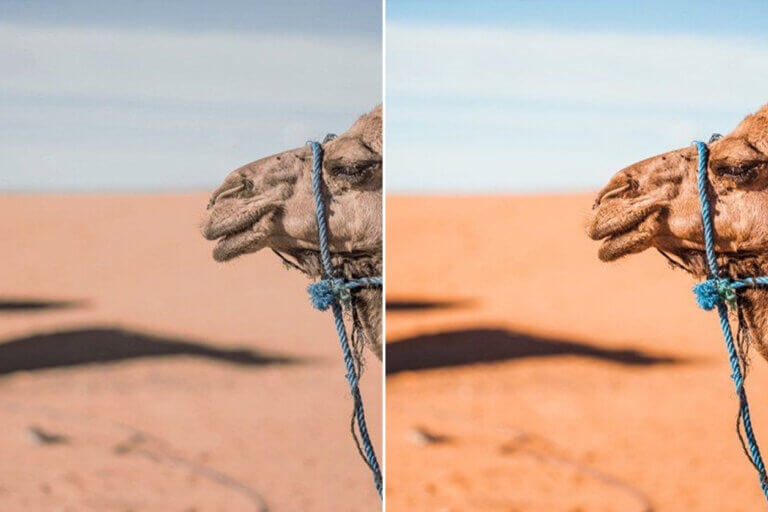 Camel Preset Collection