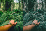 Tropical Forest Preset Collection - Image 6