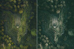 Tropical Forest Preset Collection - Image 3
