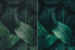 Tropical Forest Preset Collection - Image 2